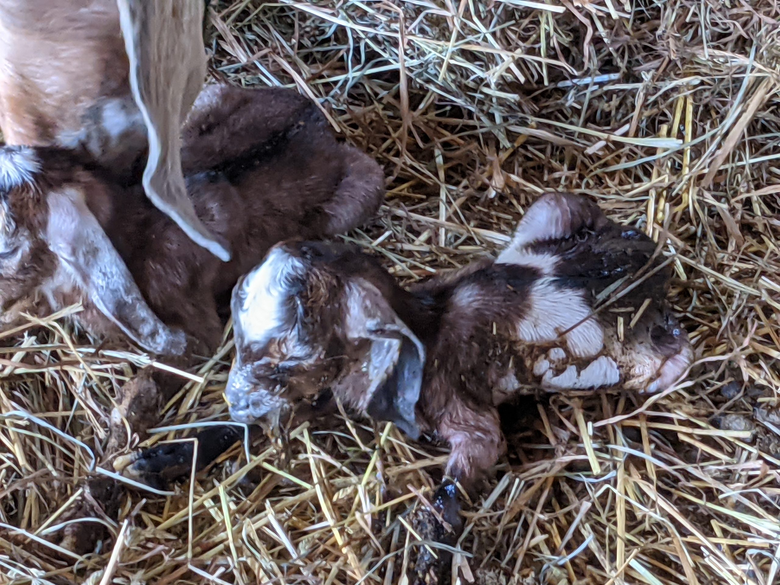 newborn baby goat