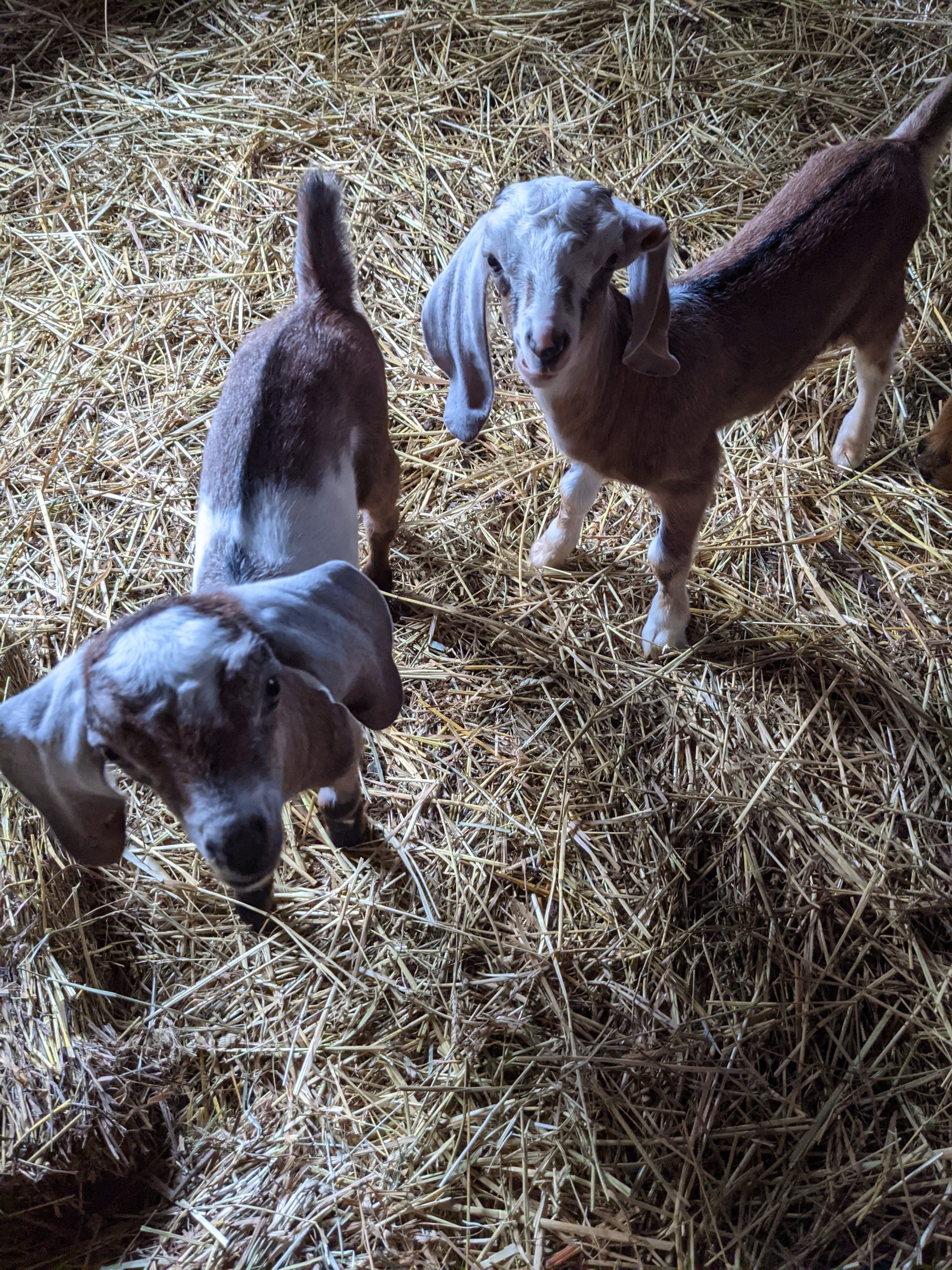 two baby goats