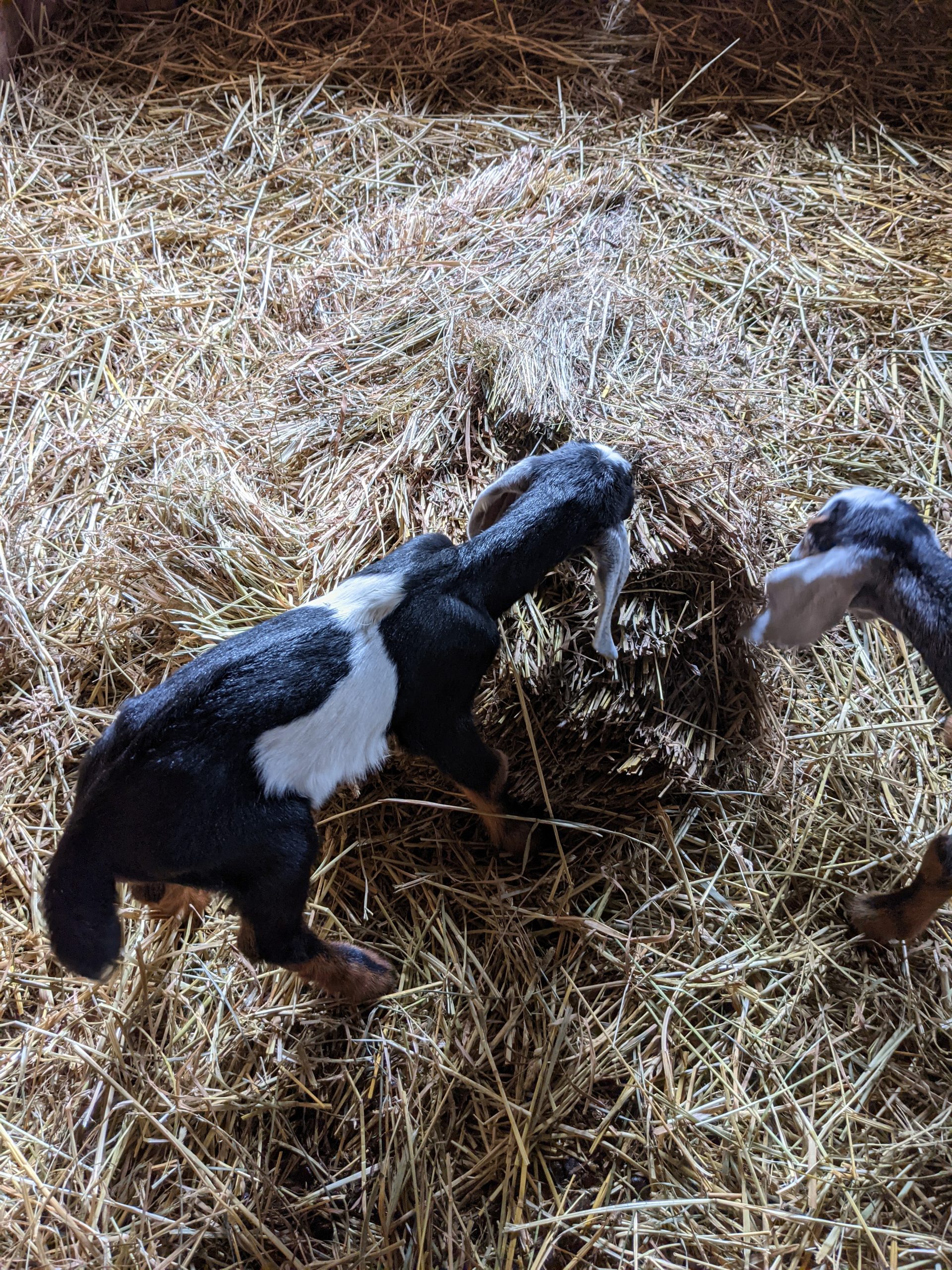 baby goats sharing a meal