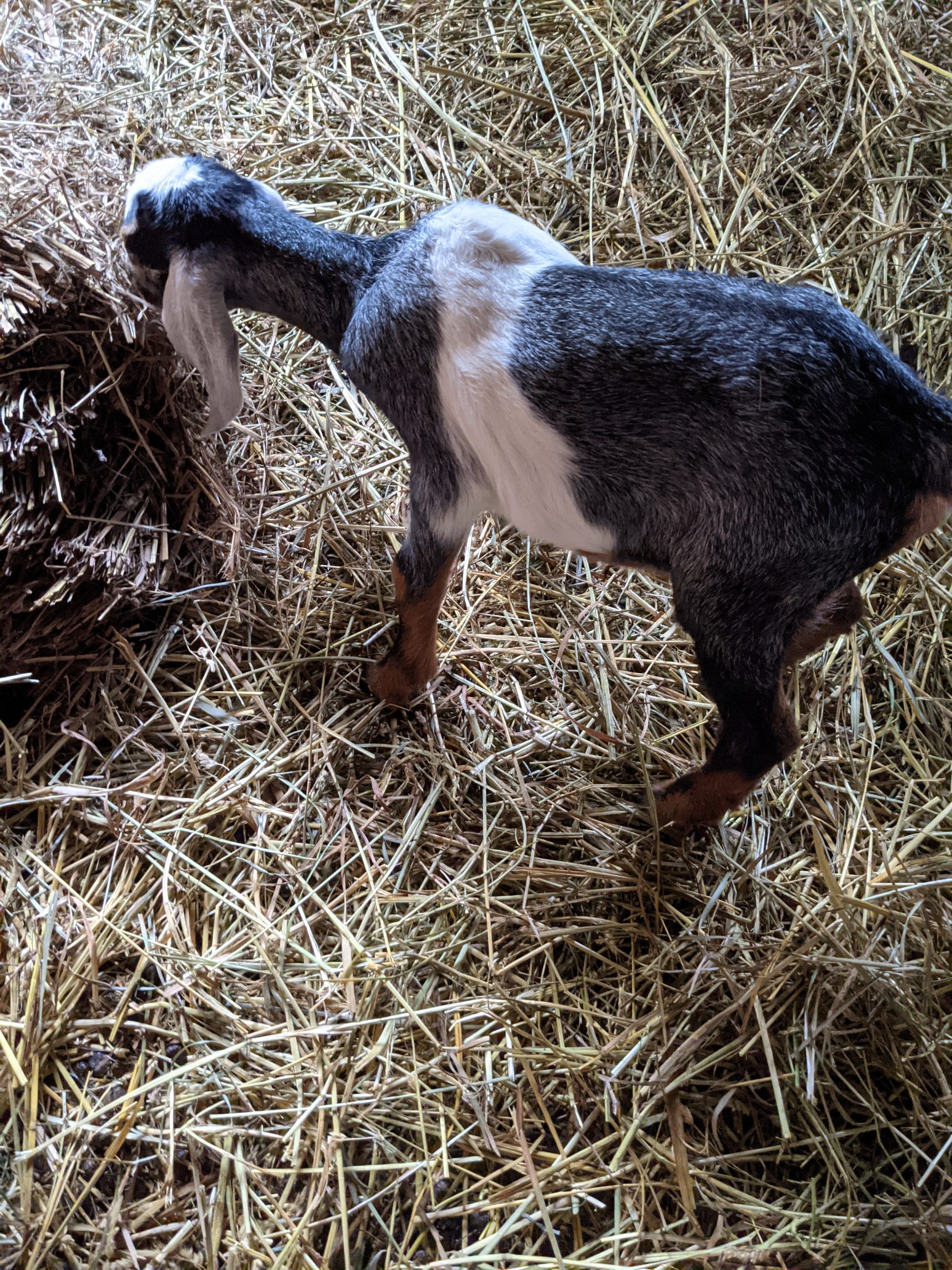 baby goat enjoying some hay