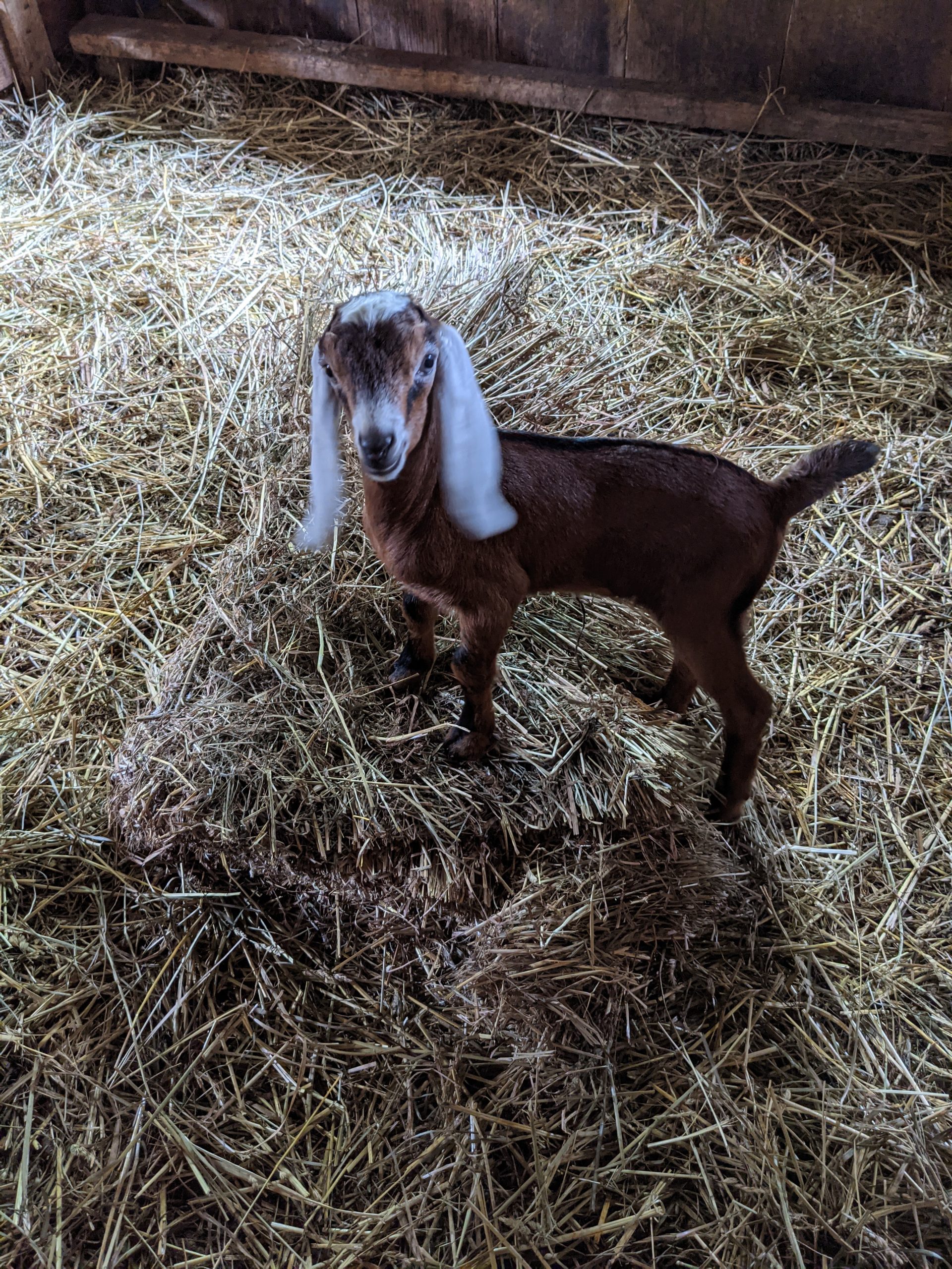 baby goat looking playful