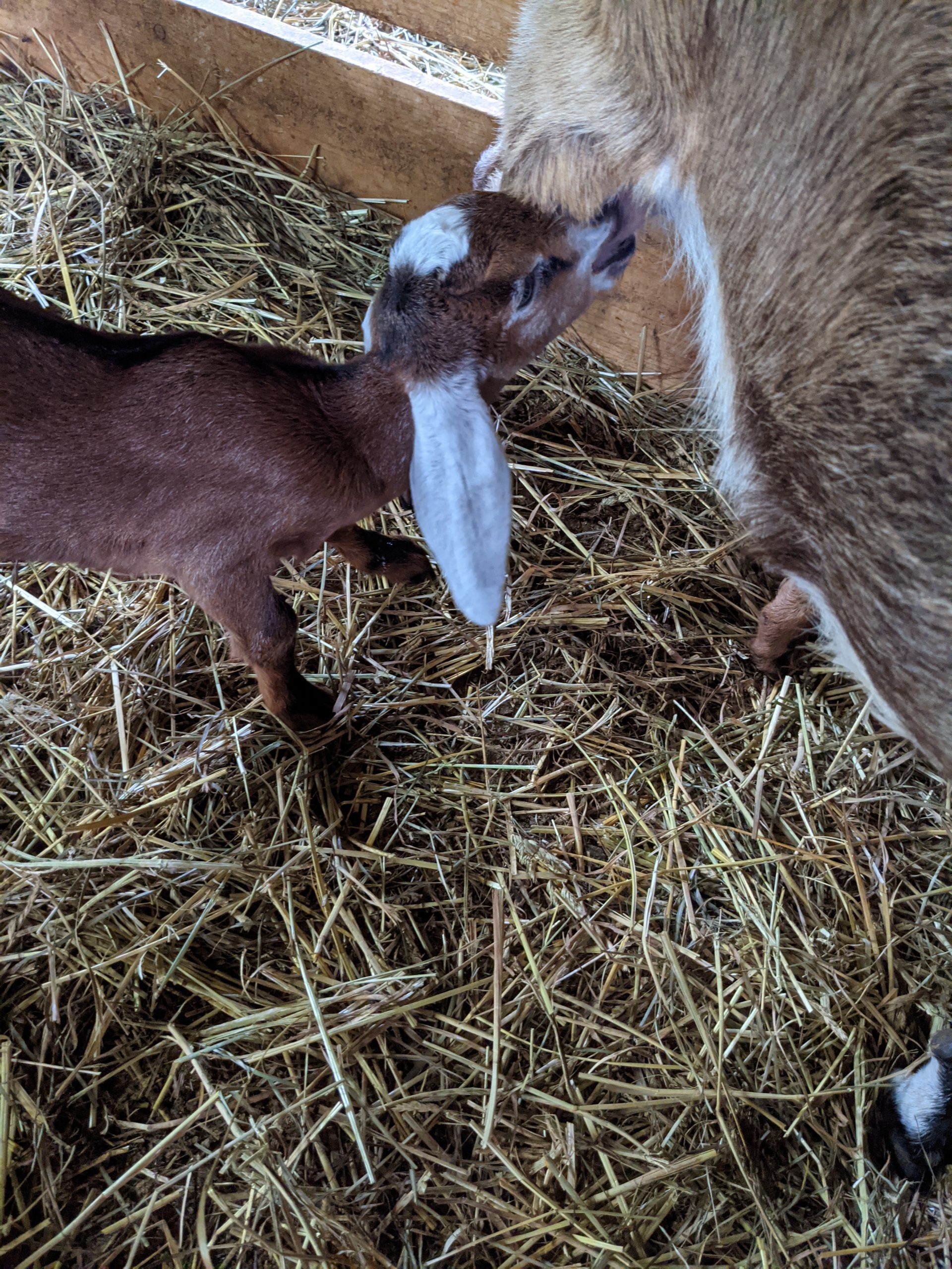 baby goat getting a drink