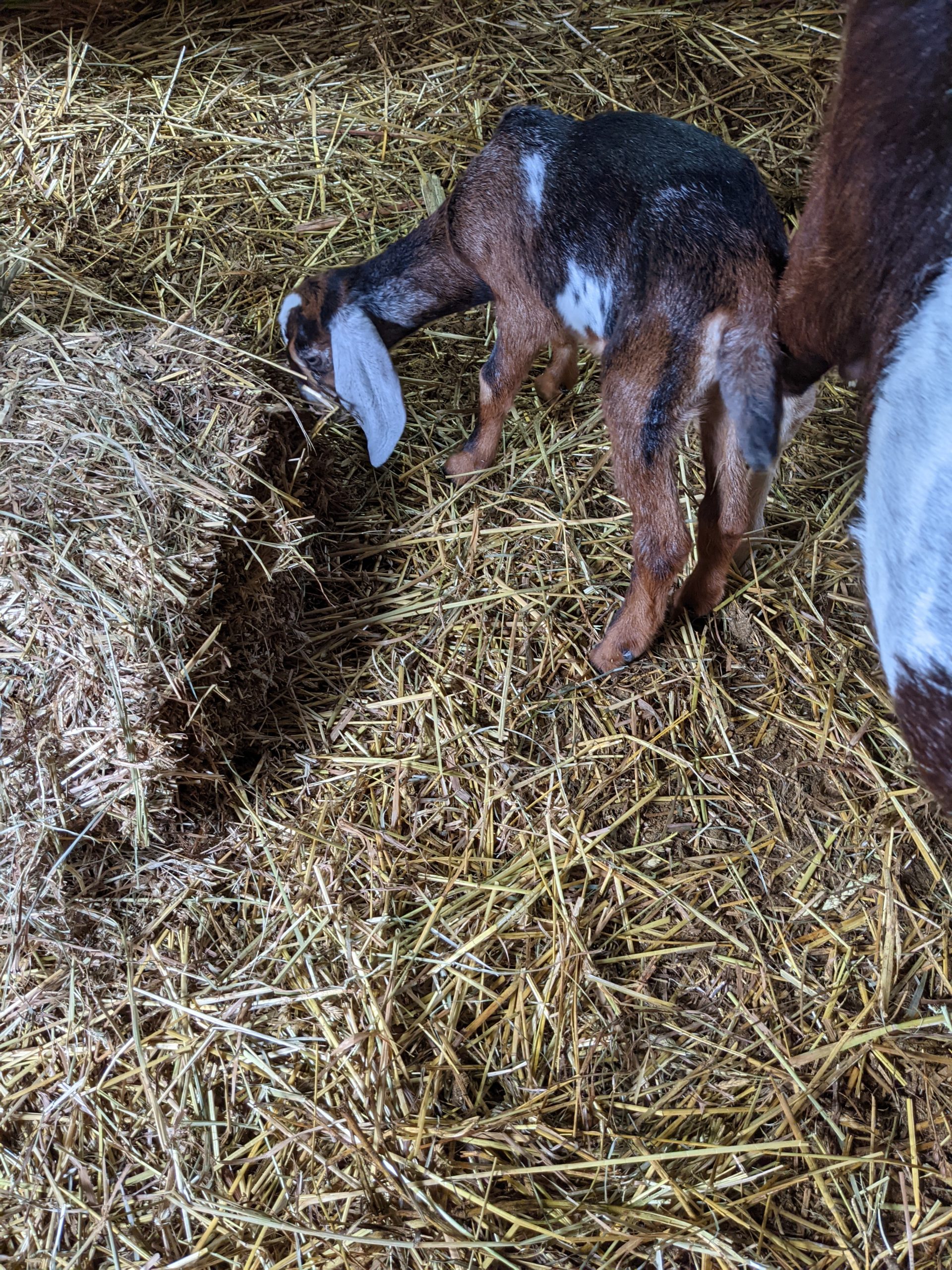 baby goat enjoying some hay