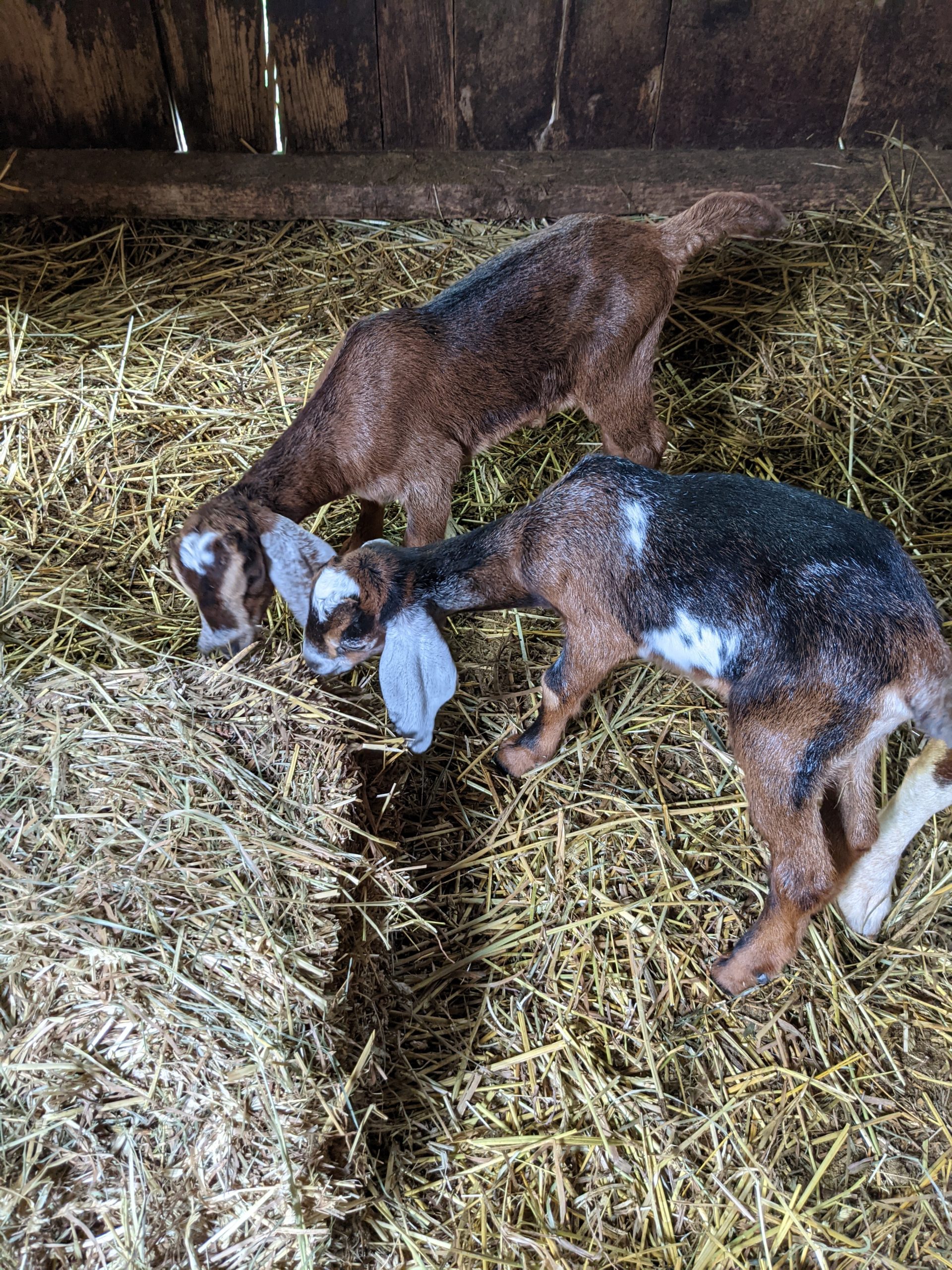 goat siblings enjoying a family meal