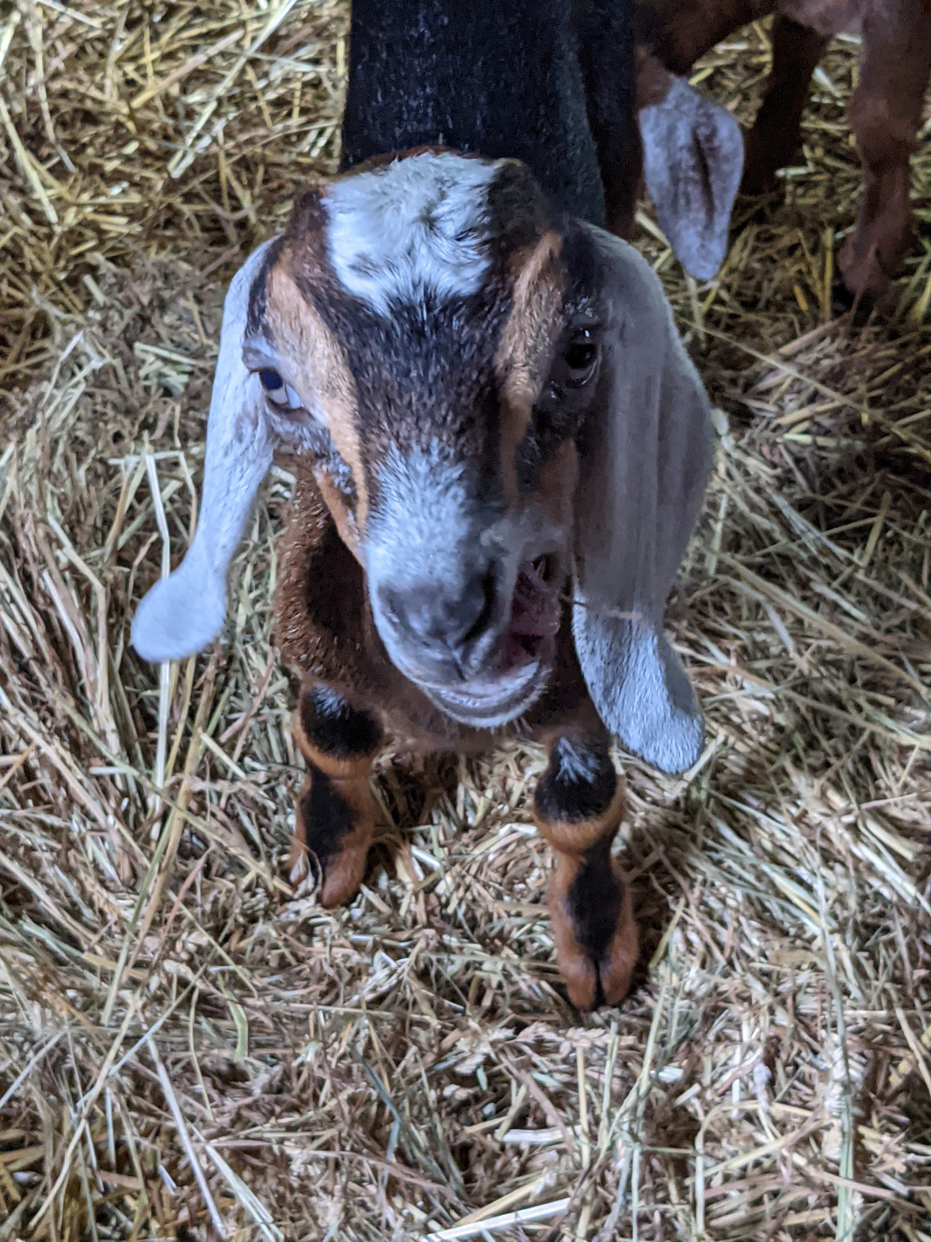 baby goat says hello