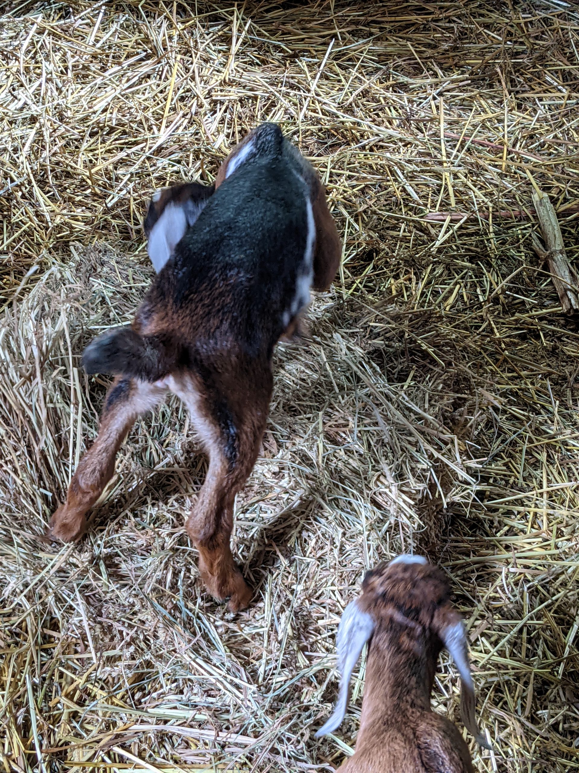 baby goats exploring their new home