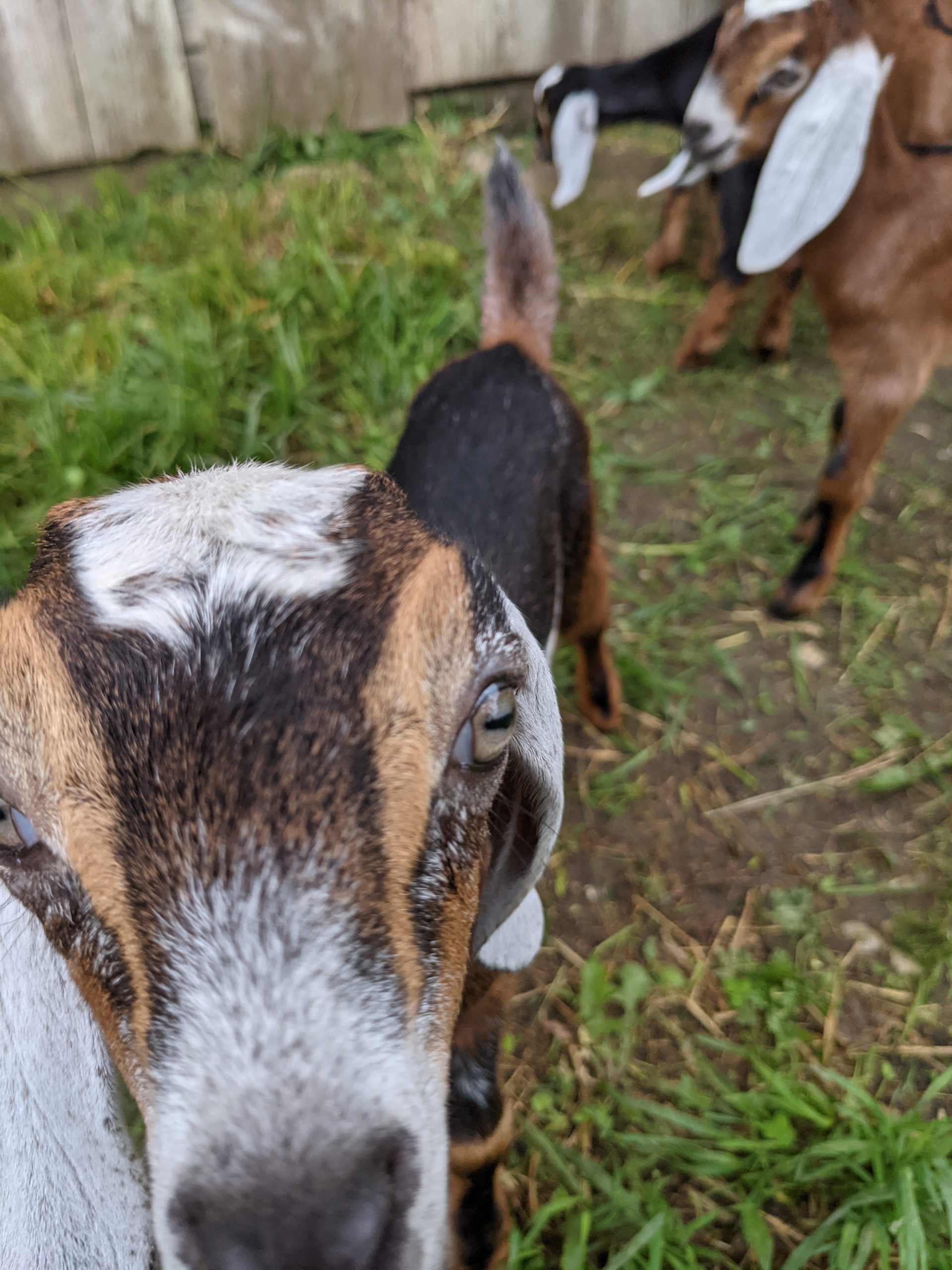 playful goats