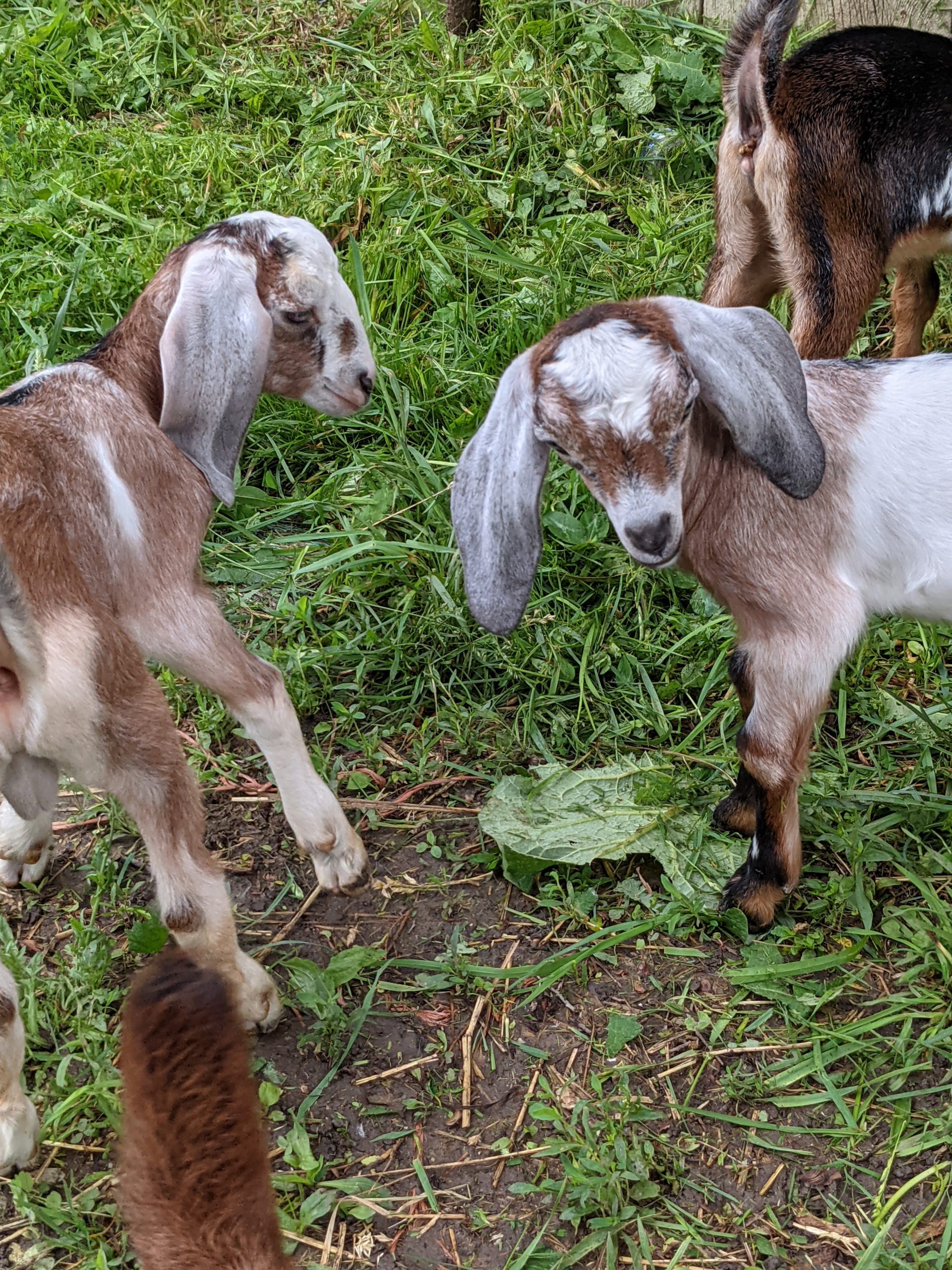 playful goats