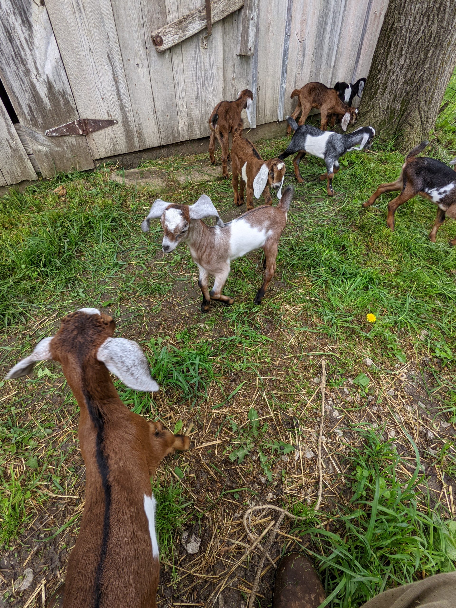 goats playing with one another