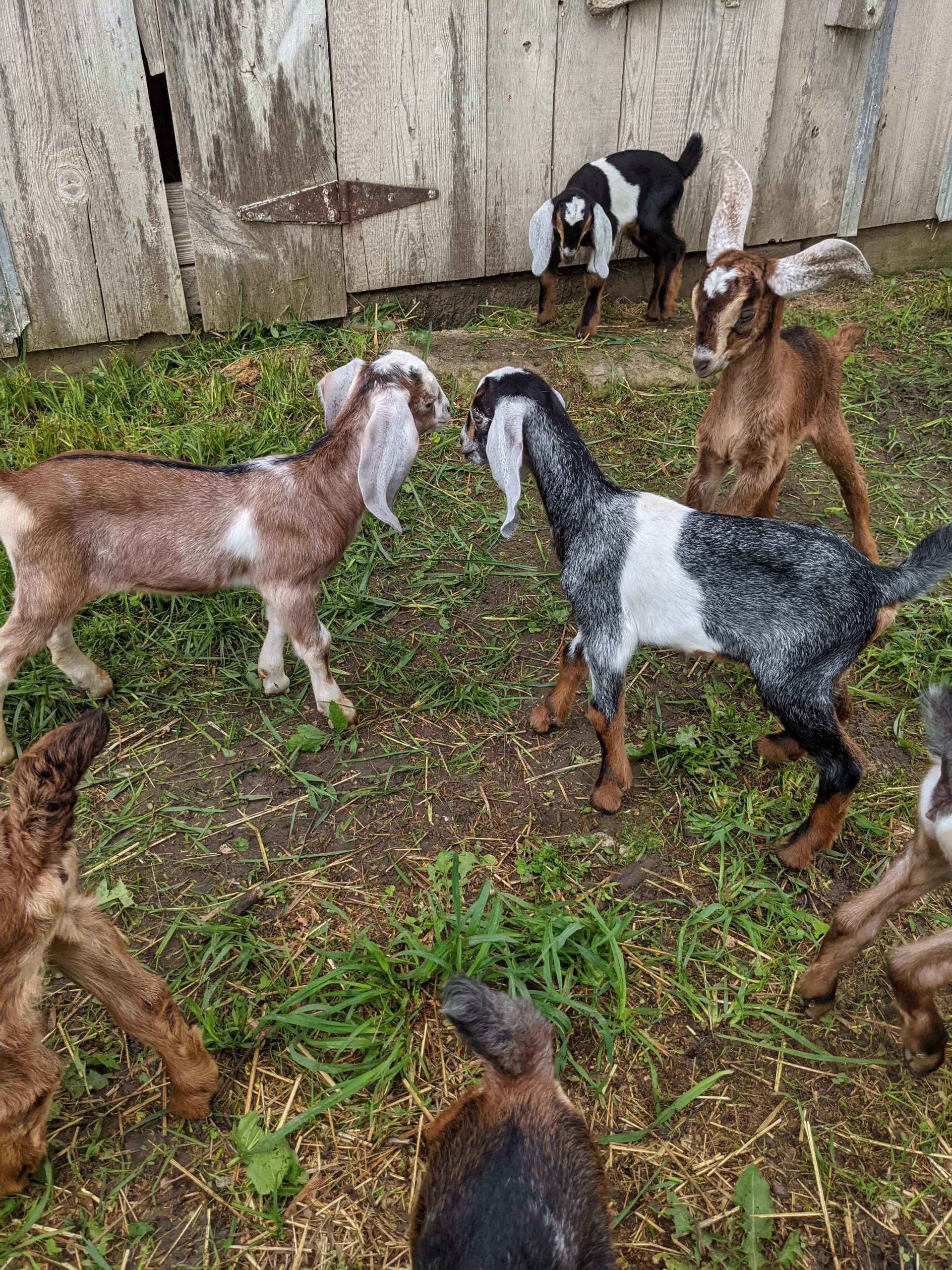 goats hopping around