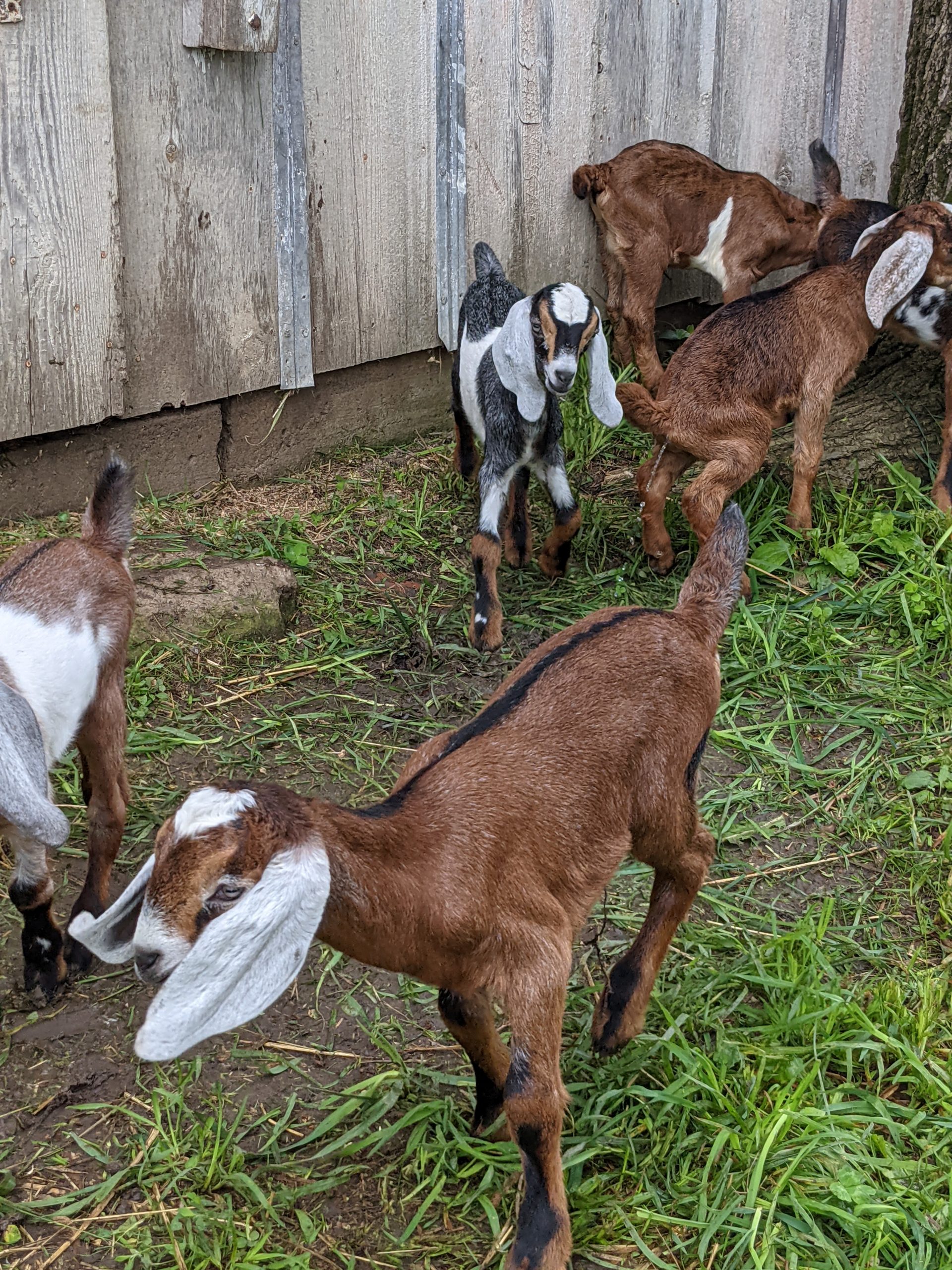 baby goats enjoying some play time