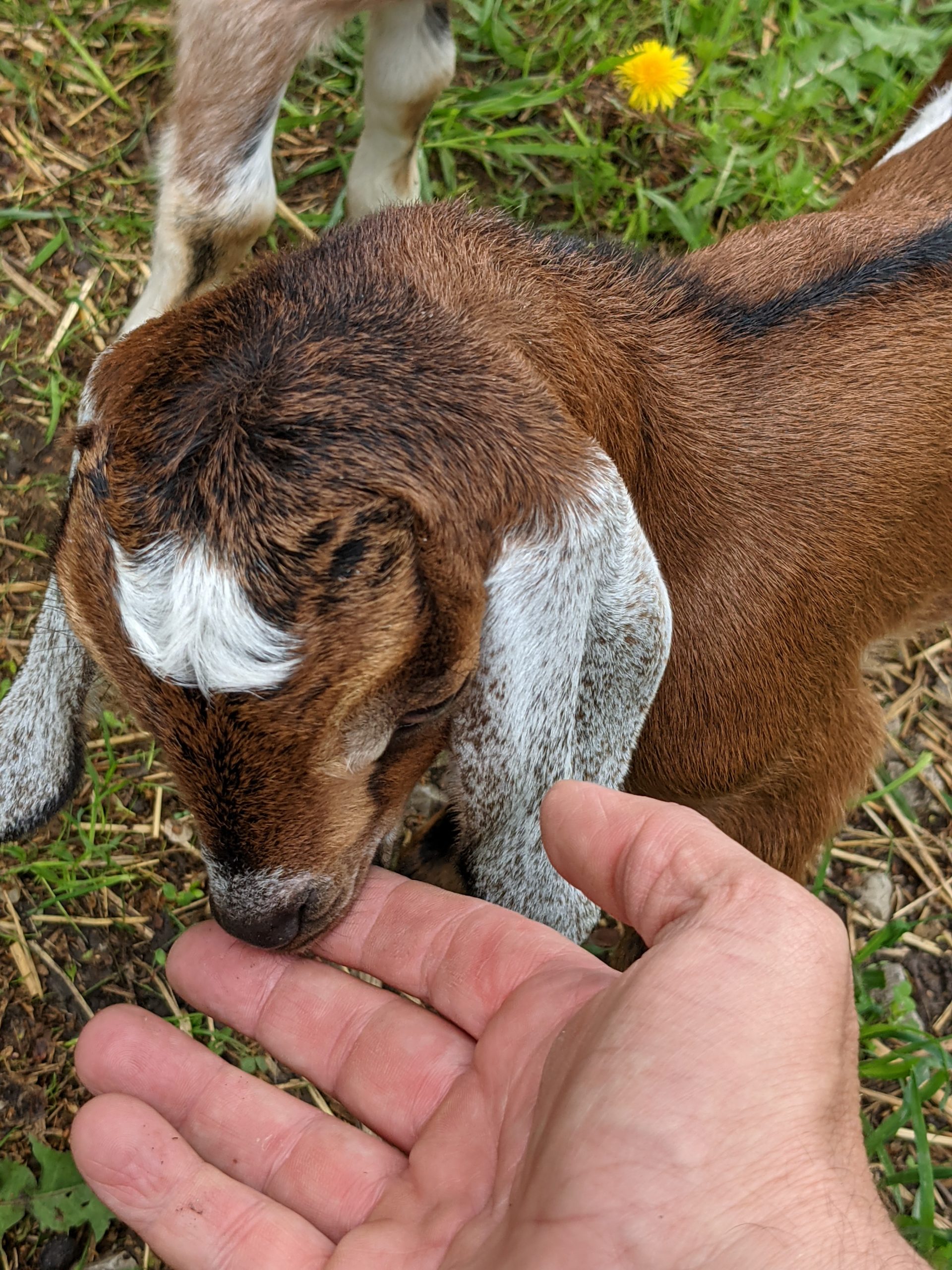 baby goat sniffing hand