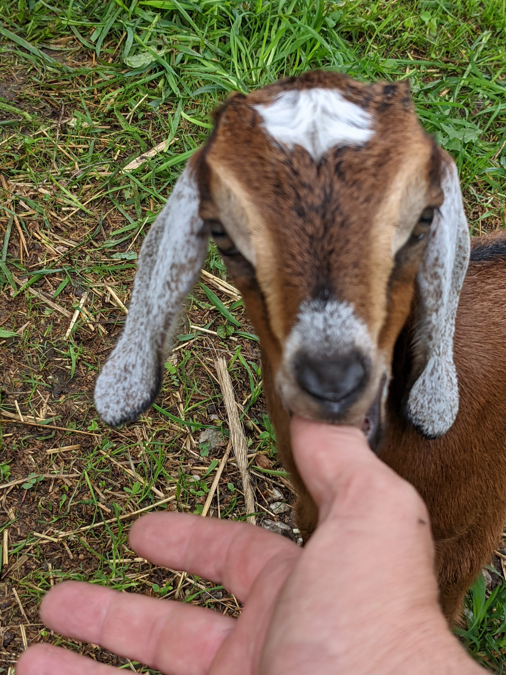 baby goat attempts to eat thumb