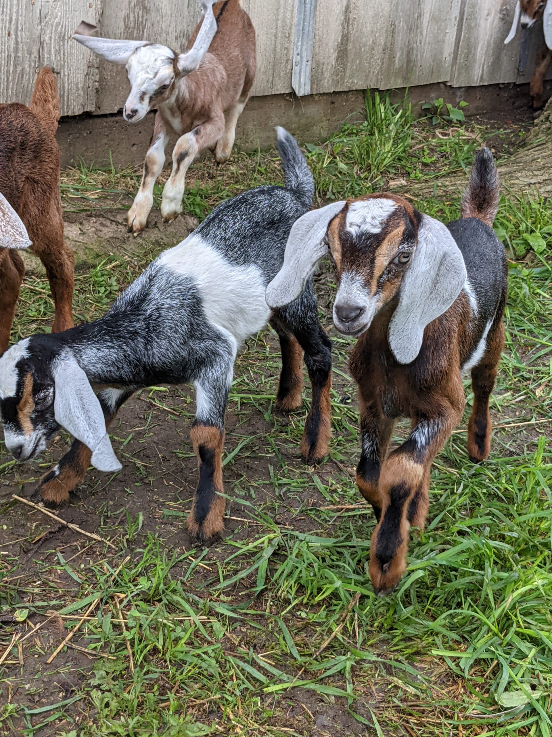  baby goats playing with friends