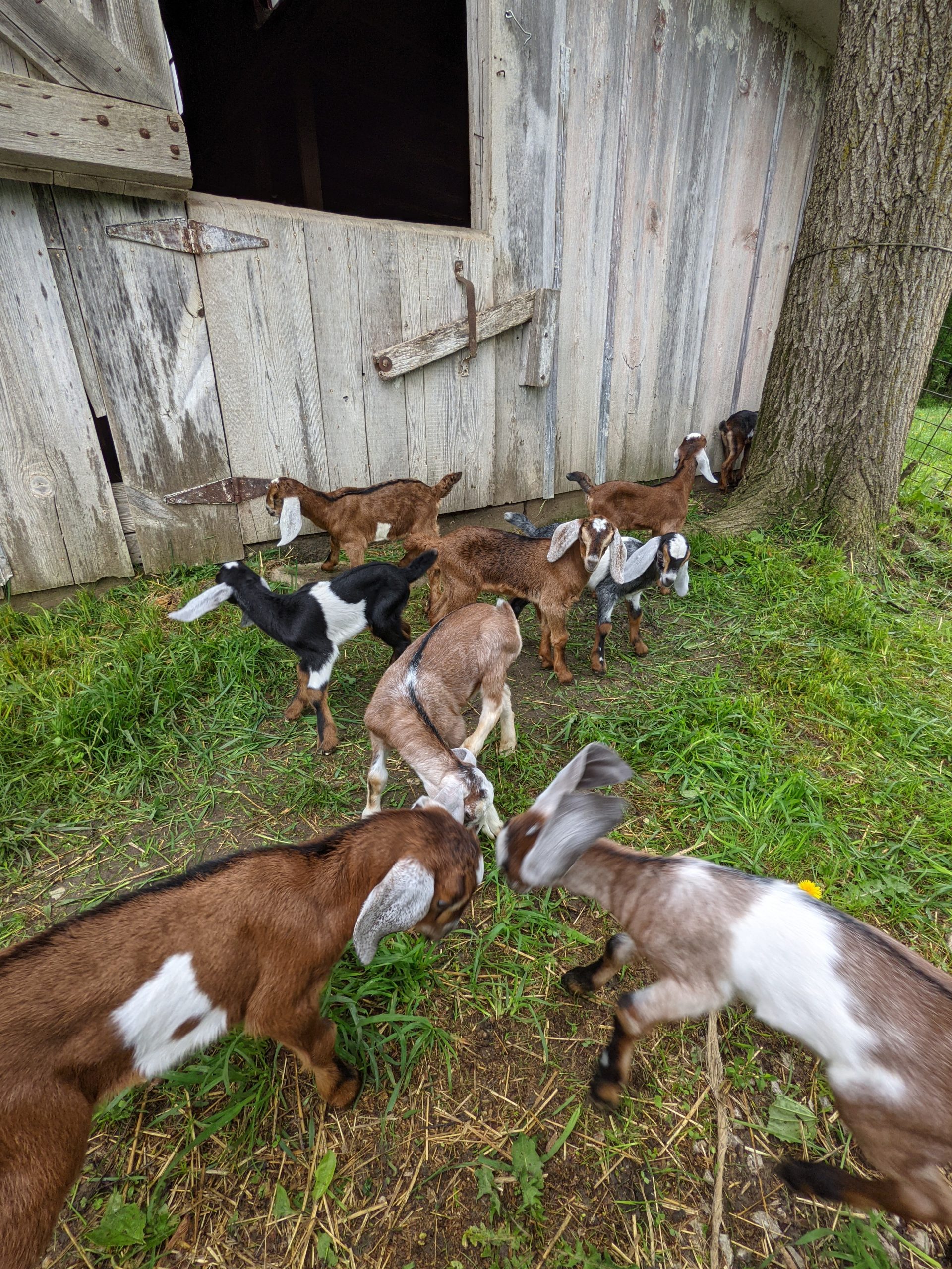 baby goats play outside the barn