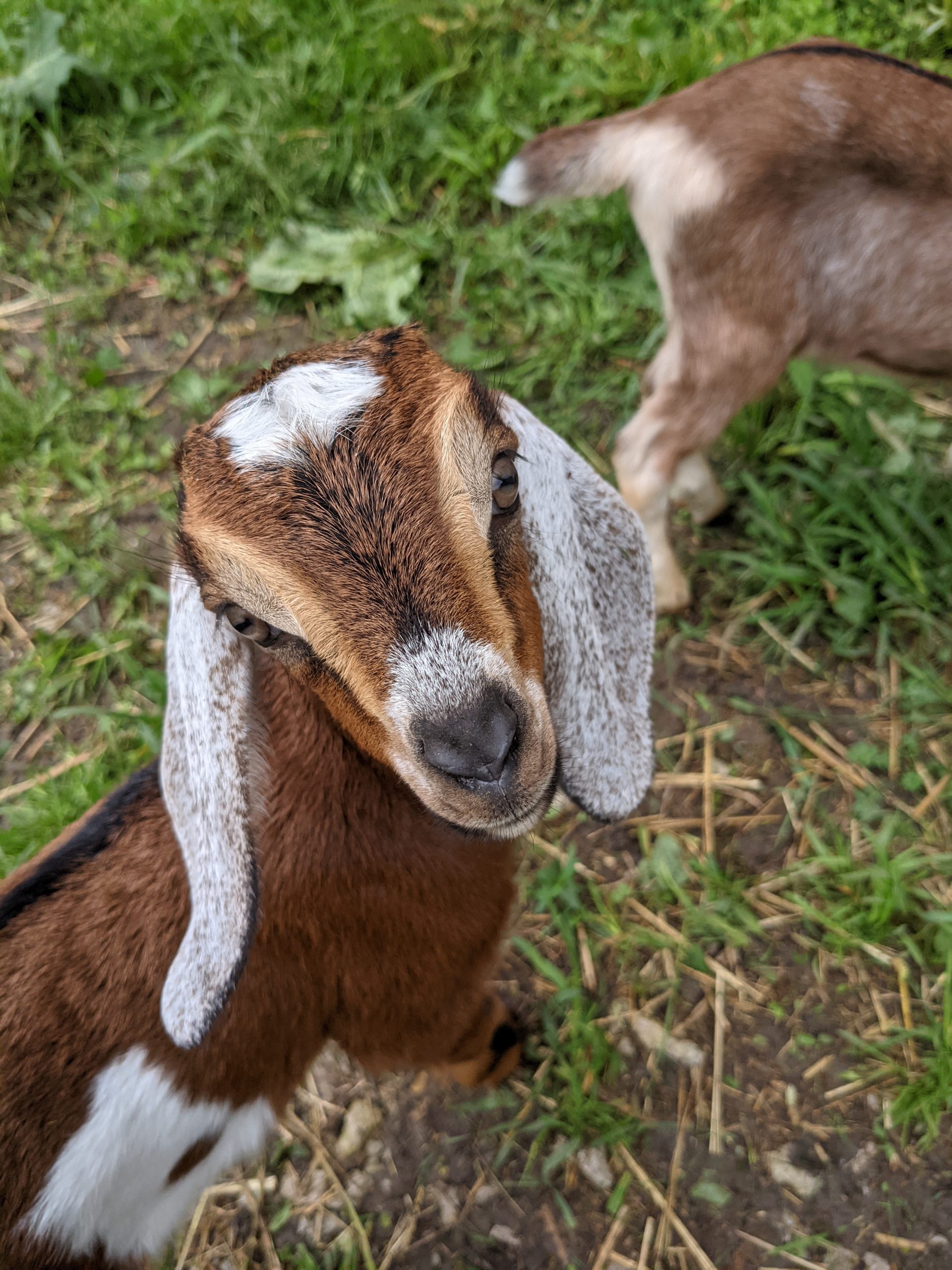 goat says hello