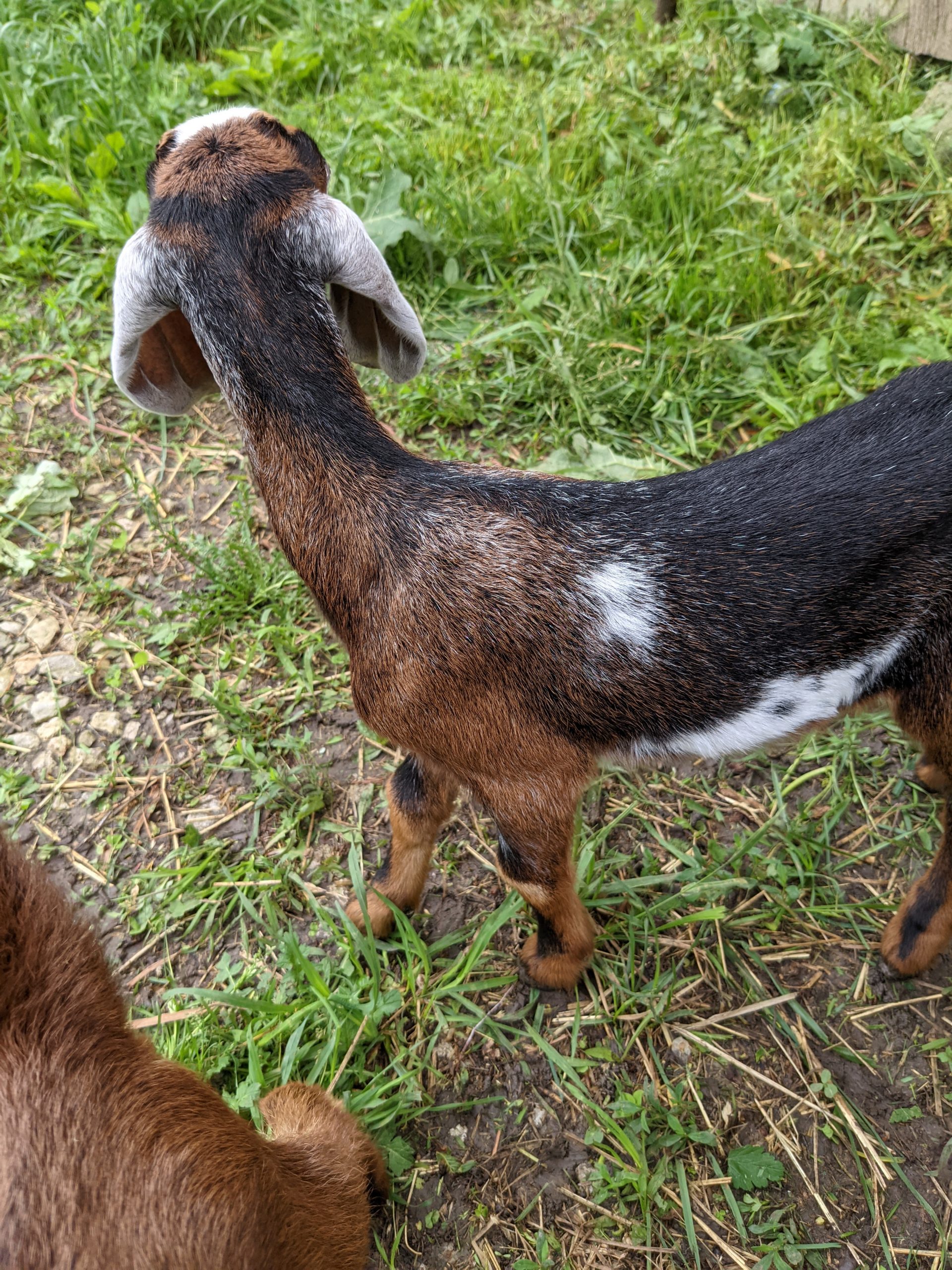 curious goat