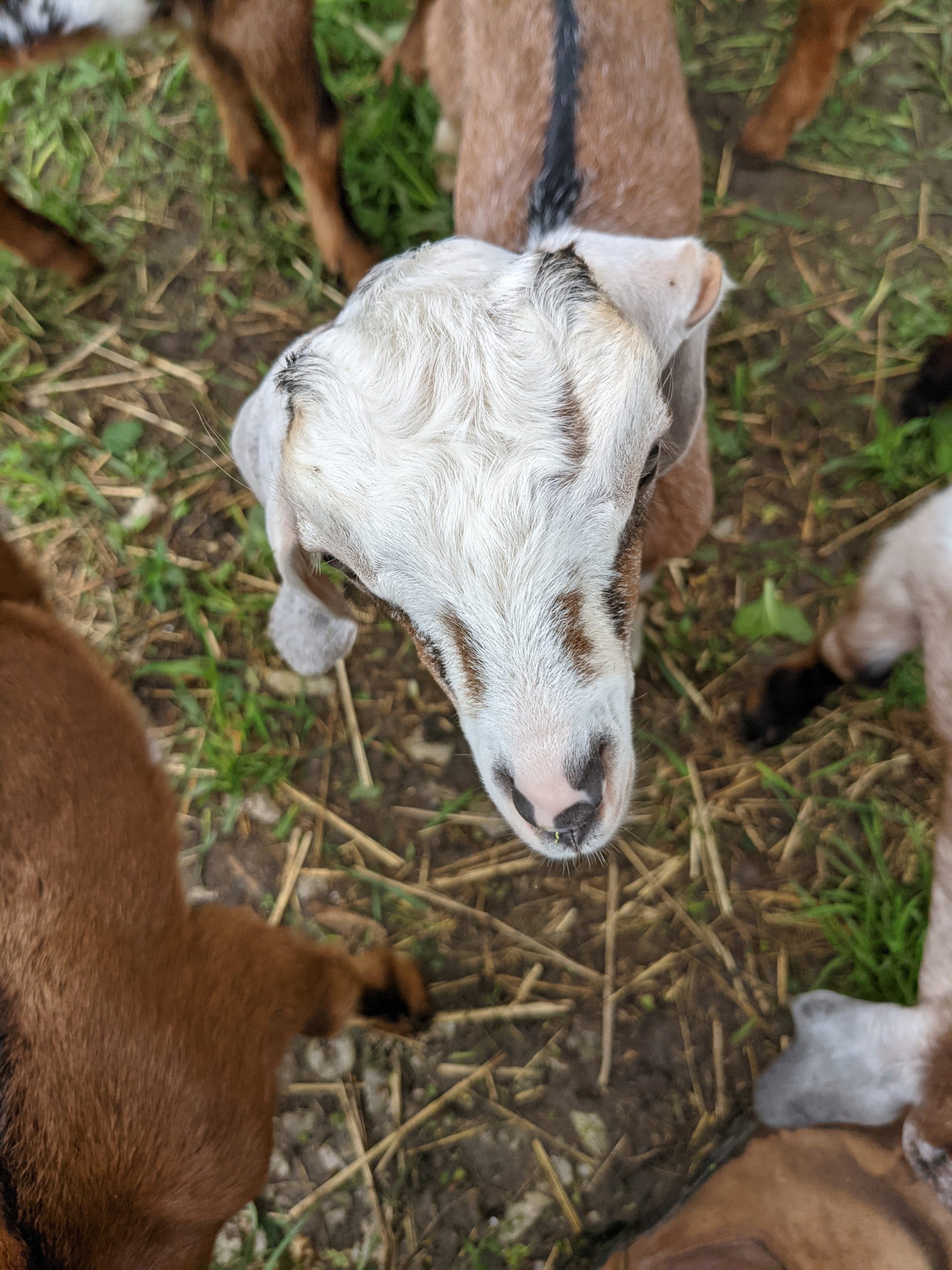 baby goat