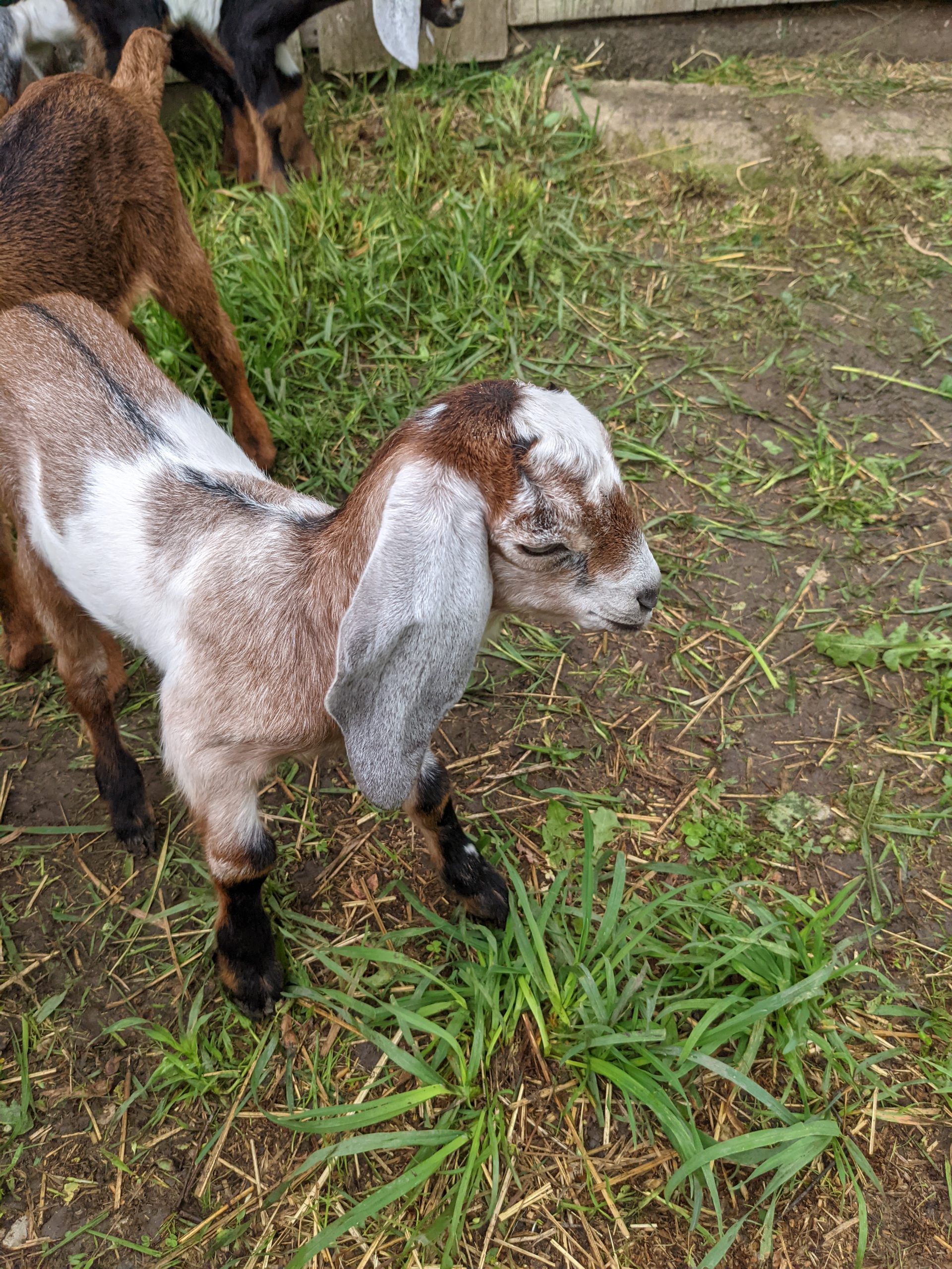 baby goat struggles to stay awake