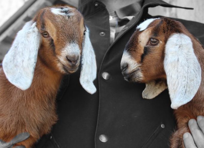 man holding goats