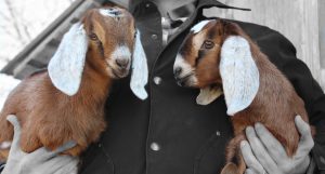Got Baby Goats